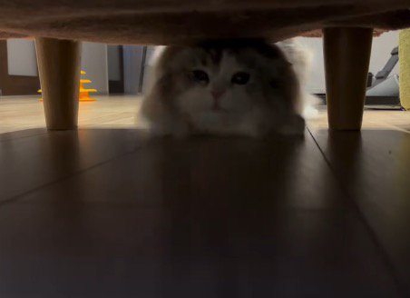 ソファの目の前に来て体勢を低くする猫