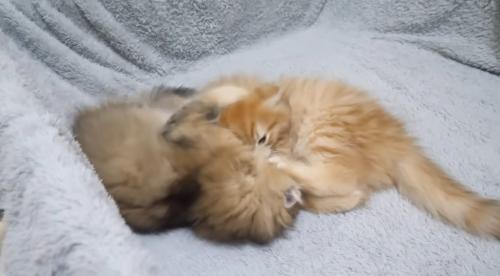 プロレスをする子猫