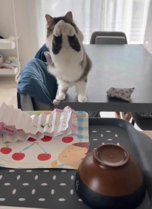 両手を空中でふる猫1