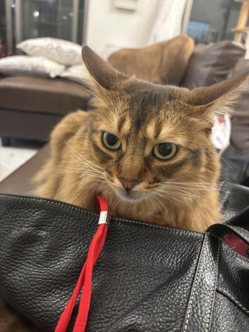 かばんのそばで飼い主をジッと見つめる猫