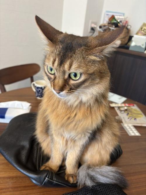 カバンに座る猫