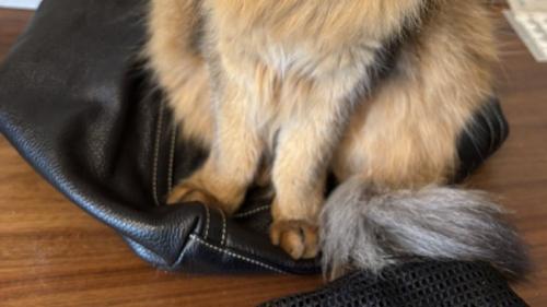 カバンに座る猫の足元