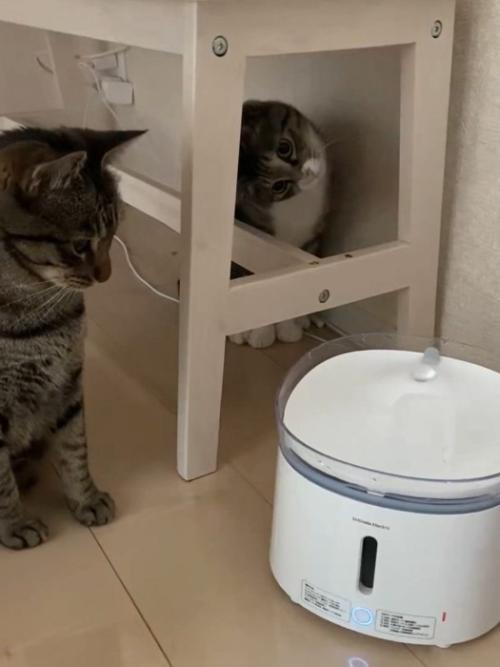 首を傾げる猫