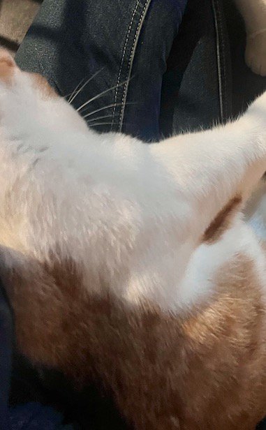 飼い主の膝の上に寝転がる茶白猫