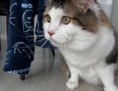 向かって左側を見ている猫