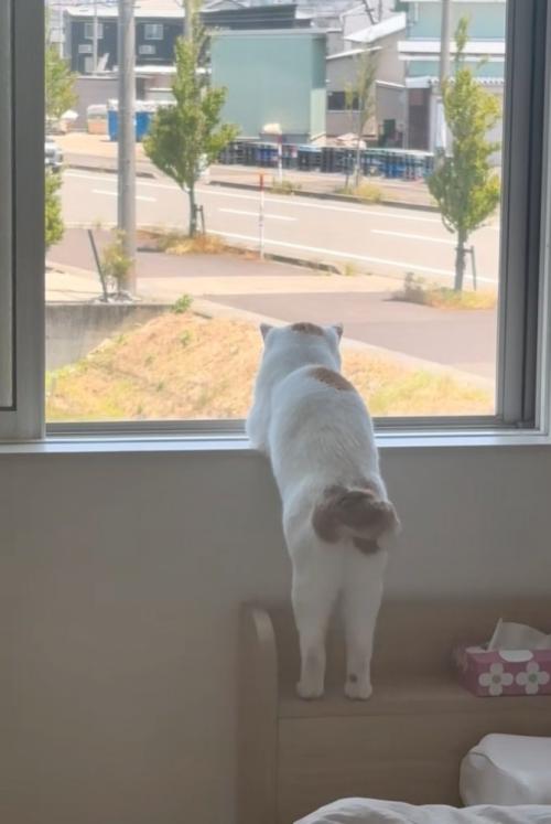 窓の外を眺める猫の後ろ姿5