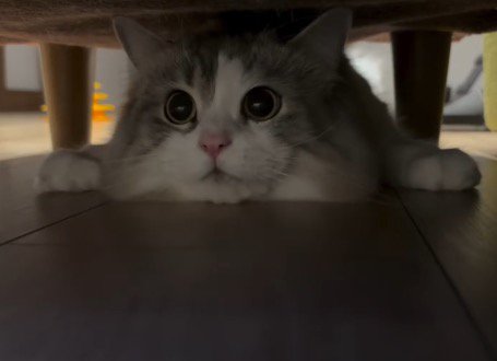ソファの下に潜り込んで右を向く猫