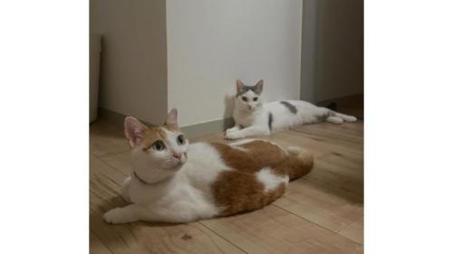 室内にいる猫たち