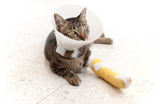 けがをしている猫