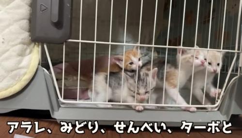 ケージの4匹の猫