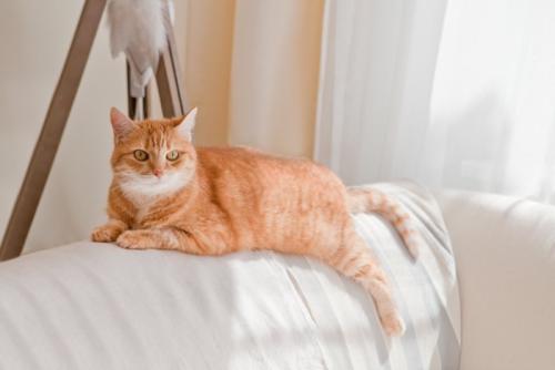 ソファーの背もたれでくつろぐ猫