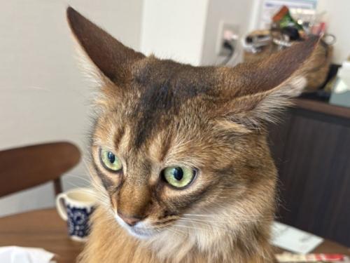 不満げな表情を浮かべる猫