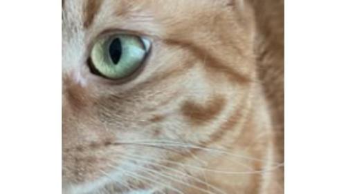 室内にいる猫