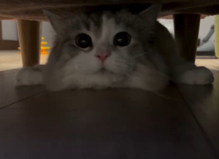 ソファの下に滑り込んできた猫