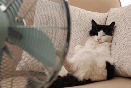 扇風機の前で寝ている猫