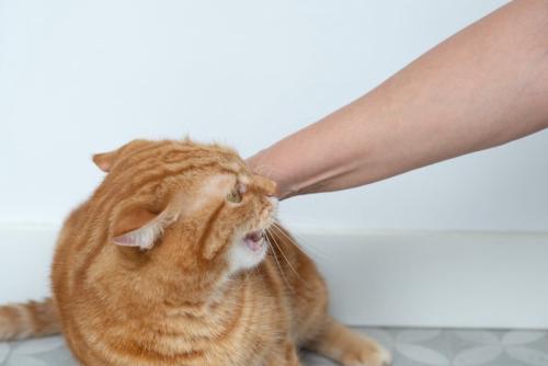 威嚇する猫