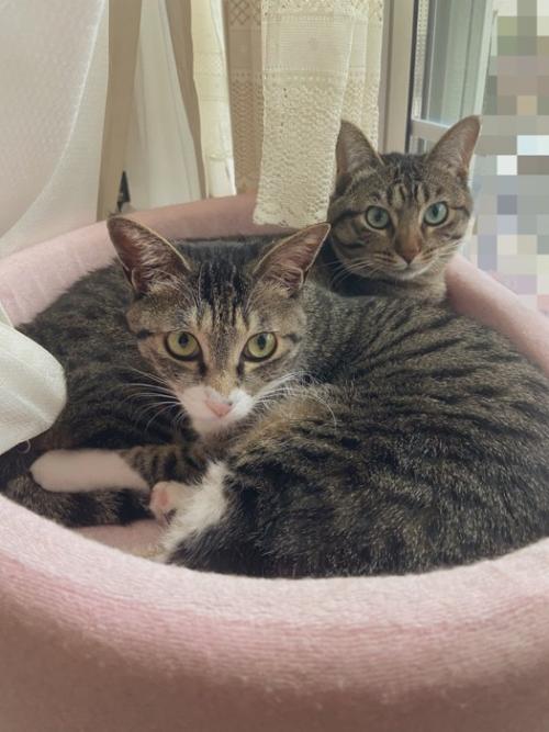 猫ベッドに入る2匹の猫