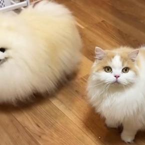 飼い主のことが大好きな『犬と猫』→久しぶりに『一緒に寝よう』と誘われた結果…尊すぎる反応に「めっちゃ楽しそうｗ」「幸せが伝わる」と反響