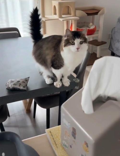 机の右端に座る猫