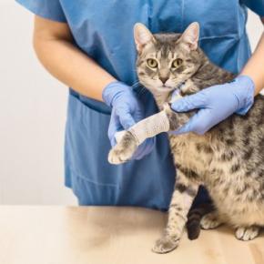 猫が『捻挫している』ときに見せる3つのサイン　異変の見分け方や取るべき対処法も解説