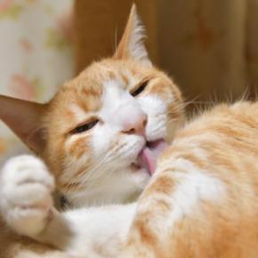 猫が急に『グルーミングしなくなった』ときに考えられる理由3選　注意すべきケースや取るべき対処法