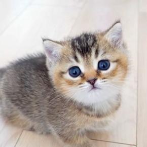 部屋を探検する赤ちゃんネコ→何か言いたげに見つめてきて…反則級に可愛い『アピールの方法』に「ぬいぐるみみたい」「可愛いねぇ」と絶賛