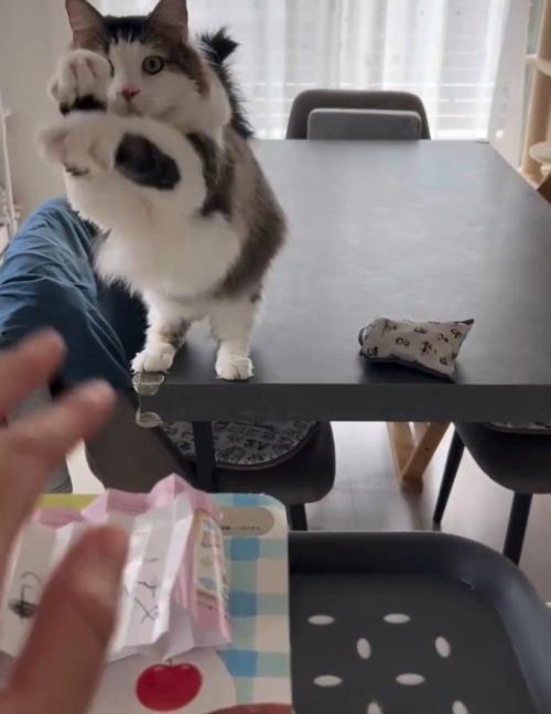 両手を空中でふる猫4