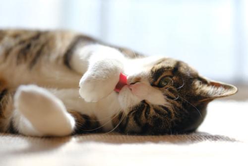 寝転びながら前足を舐める猫