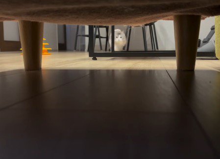 カメラの方へ走ってくる猫