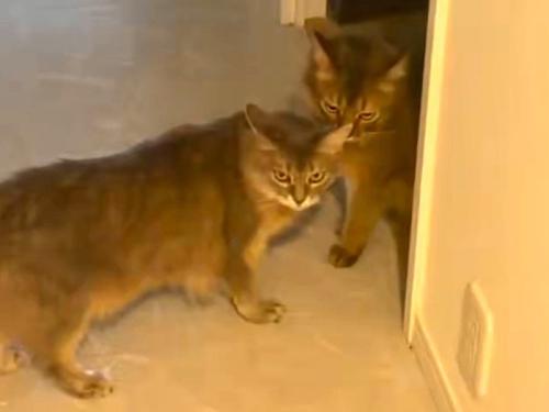寄り添う2匹の猫