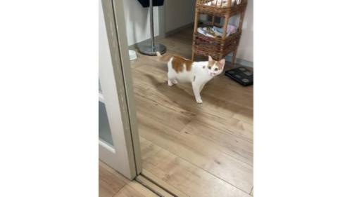 のぞき込む猫
