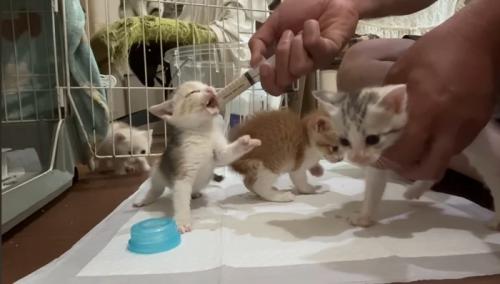 ミルクを飲む猫