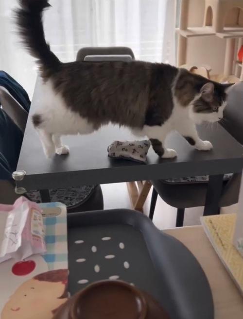 机の上を歩く猫