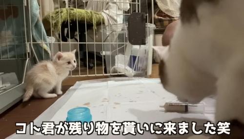 大人猫