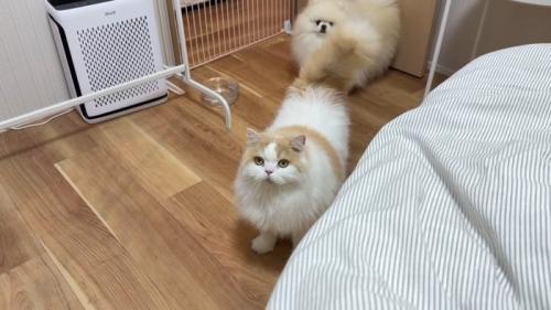 レモンくんと後ろにポテチくん