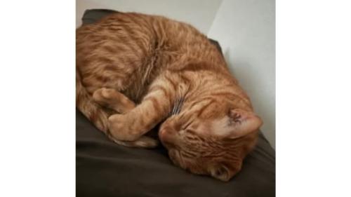 室内にいる猫