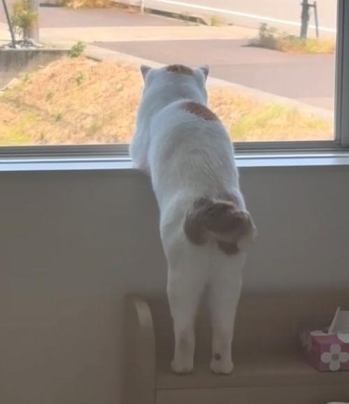 窓の外を眺める猫の後ろ姿4
