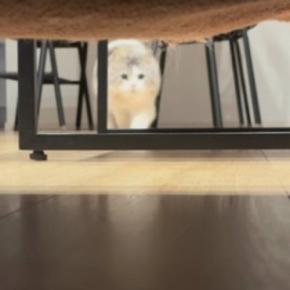 ソファに向かって勢いよく『走り始めた猫』→次の瞬間…見事すぎる『滑り込み』が2410万再生「床がきれいになりそうｗ」「声出ちゃった」
