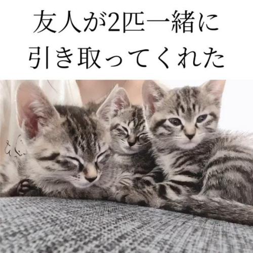 くっつく3匹の子猫