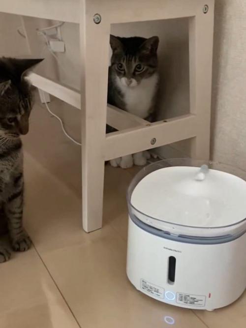 キジトラ猫を見つめる猫