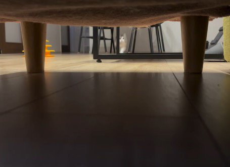 部屋の隅に立つ猫