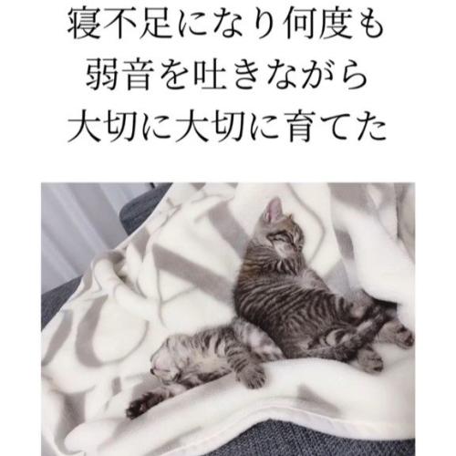 毛布の上で寝ている子猫たち