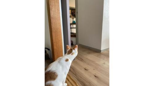 のぞき込む猫