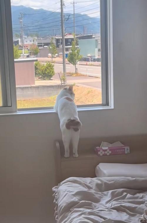 窓の外を眺める猫の後ろ姿