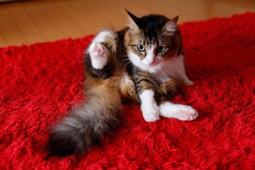 グルーミング途中で顔を上げる猫