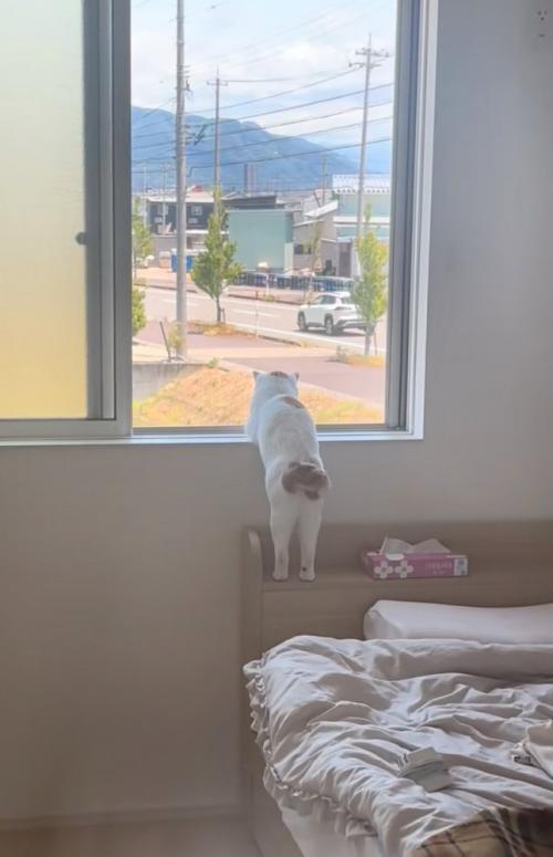 窓の外を眺める猫の後ろ姿2