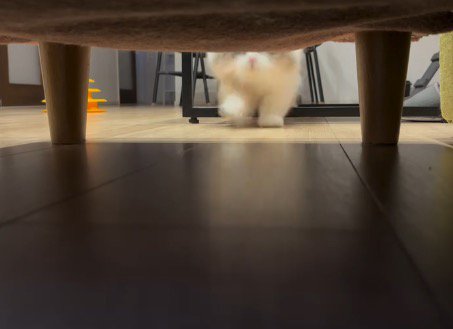 ソファの目の前まで走ってきた猫