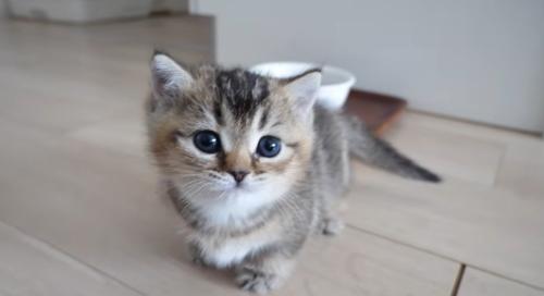 みつめてくる子猫