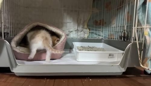 後姿の猫