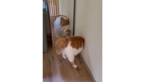 鏡の前の猫